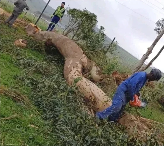 G2G team member cutting a felled tree on a slope