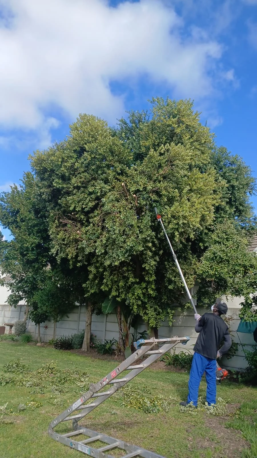 Tree trimming in progress